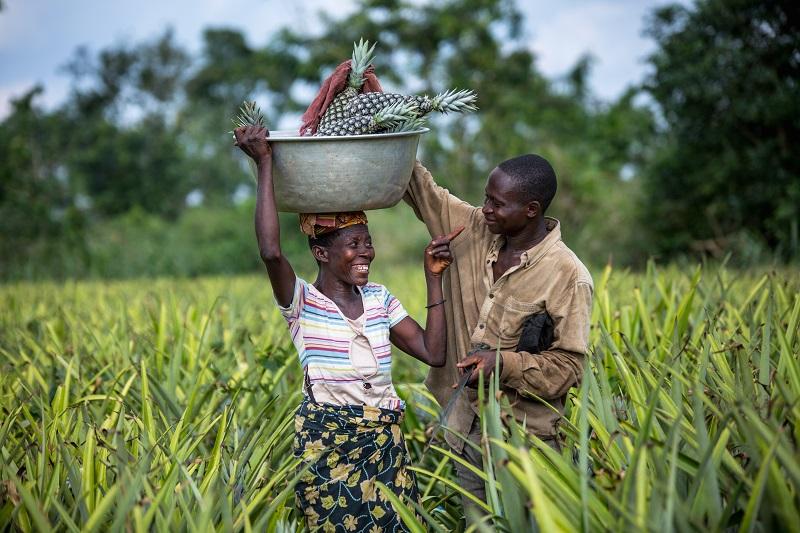 Amélioration de la compétitivité des chaînes de valeur dans la filière ananas