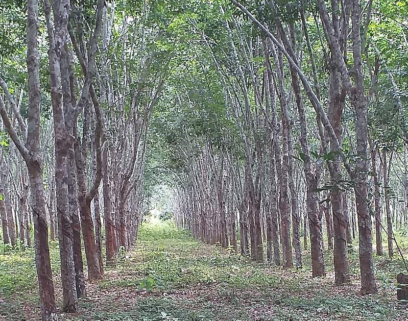 Neutralité Climatique, Conservation et Economie Verte à partir d’une filière Hévéa inclusive dans les territoires de Lomela et Lodja (province du Sankuru)