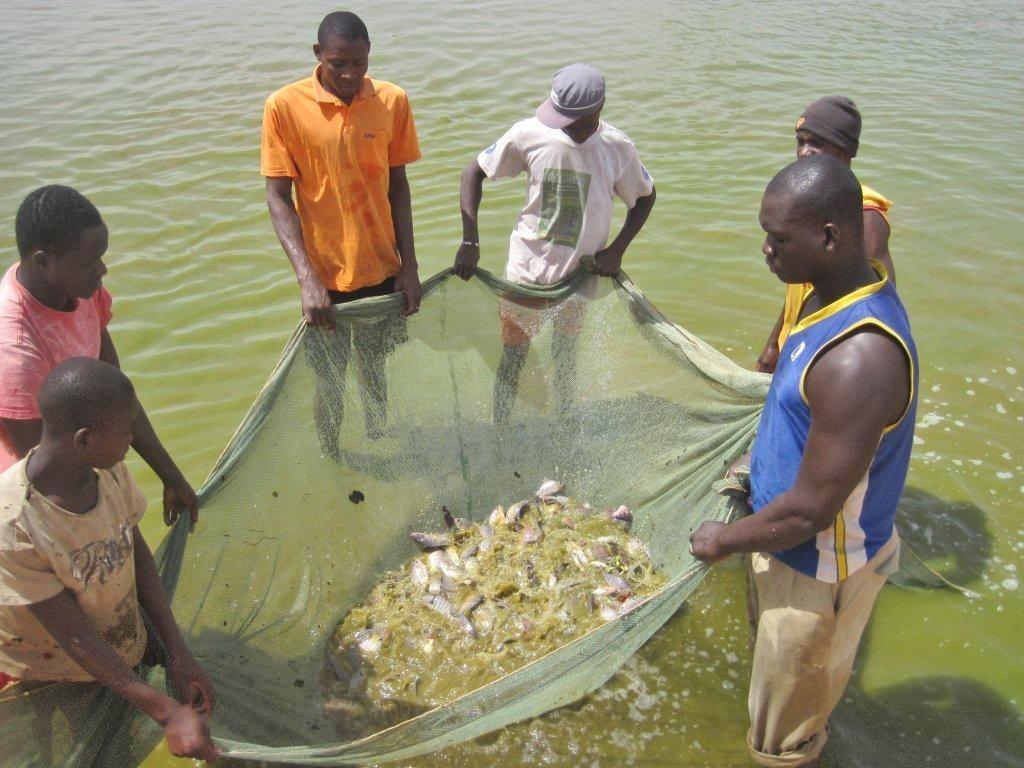 Projet d’Appui à la Filière Halieutique au Mali