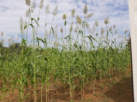 La lutte contre l’insécurité alimentaire et la malnutrition au niveau des Cercles de Nara, Banamba et Kolokani dans la région de Koulikoro