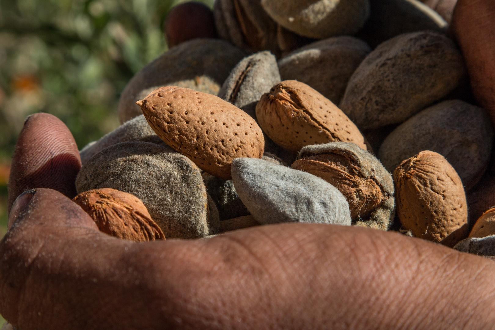 Developpement de la filière des amandiers dans la région de l'oriental