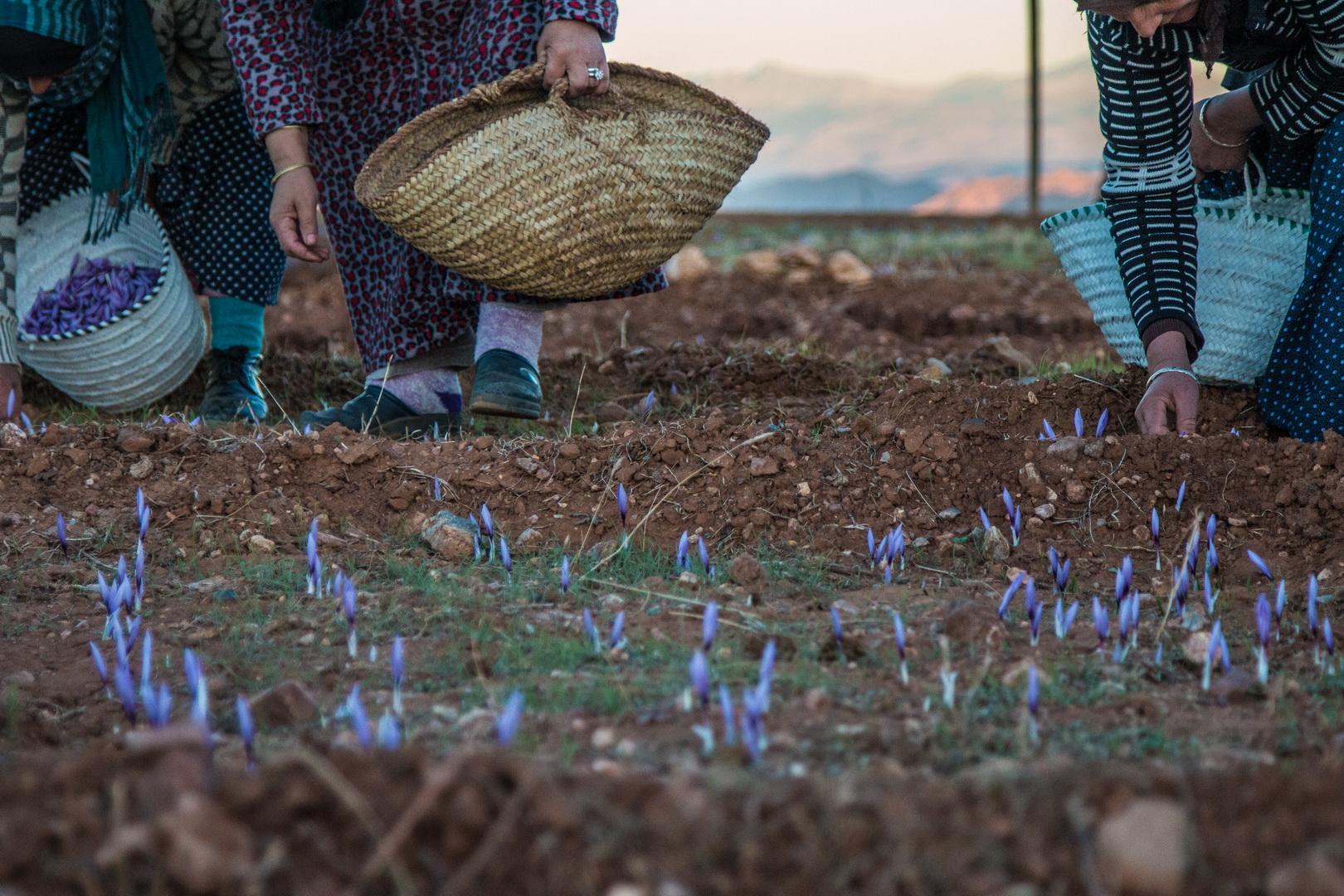 Développement des filières du safran et du palmier dattier dans les régions Souss-Massa et Drâa-Tafilalet