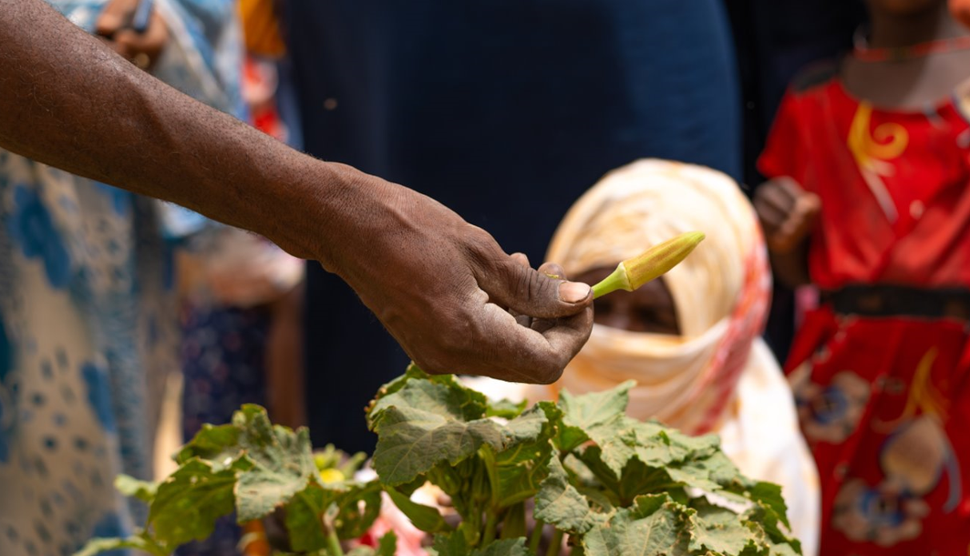 Vers la souveraineté alimentaire! Renforcement de la production alimentaire et de la résilience des systèmes alimentaires durables