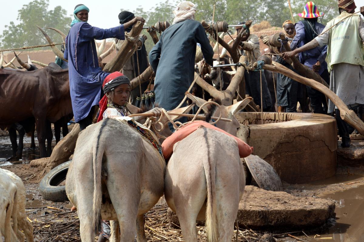 Projet d'appui à la production pastorale dans la région de Tahoua (PAPAT)