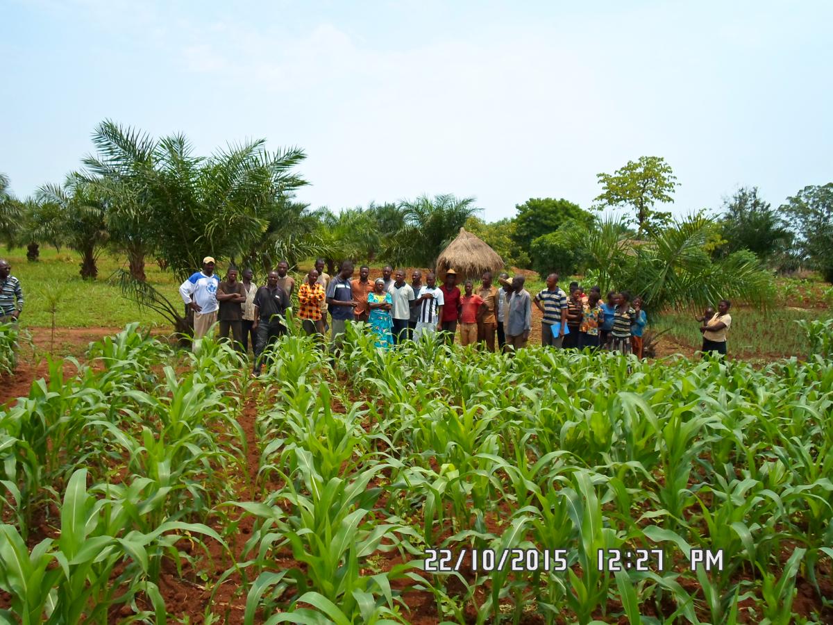 Programme de Développement Agricole dans la Province du Kasaï-Oriental - PRODAKOR