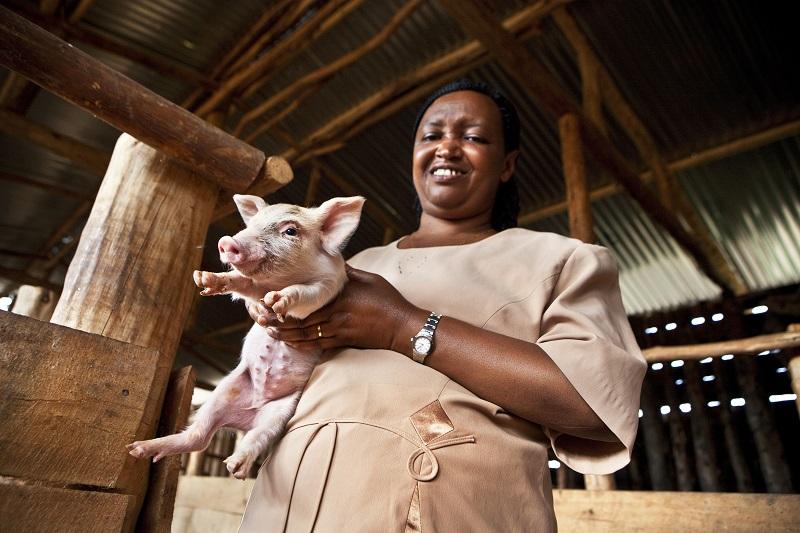 Inclusive and sustainable value chain development in the pig and poultry sector