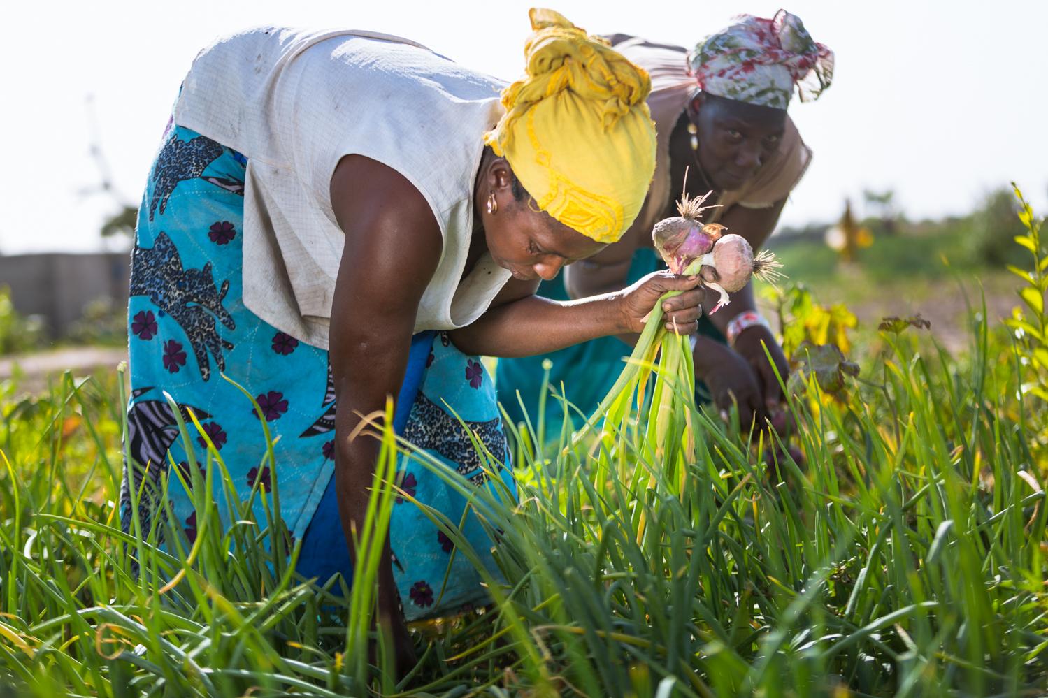 Sécurité alimentaire et résilience des systèmes alimentaires au Sénégal - accompagner l’agriculture vivrière : Gungue Mbayum Doundou