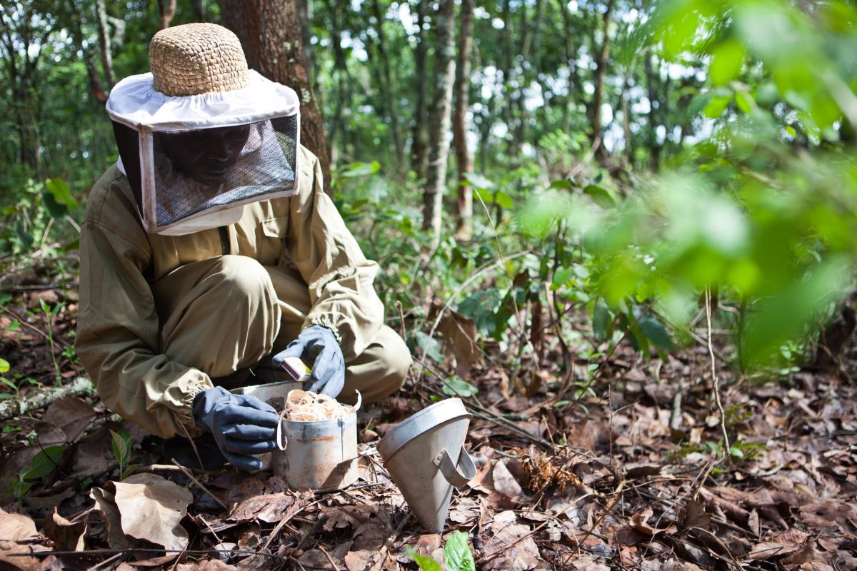 Beekeeping Value Chain Support