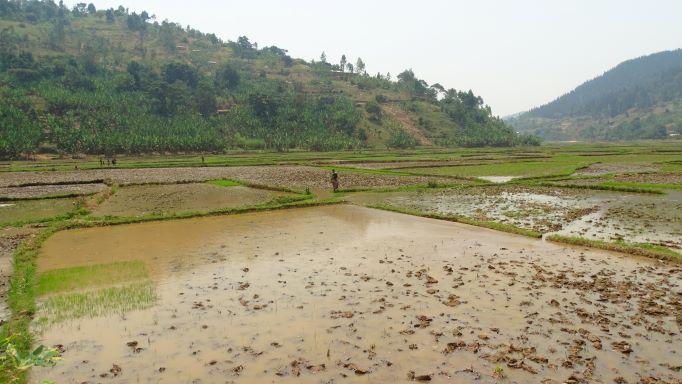 Signature d'une convention de collaboration entre Enabel au Burundi et l’APEFE dans le secteur agricole