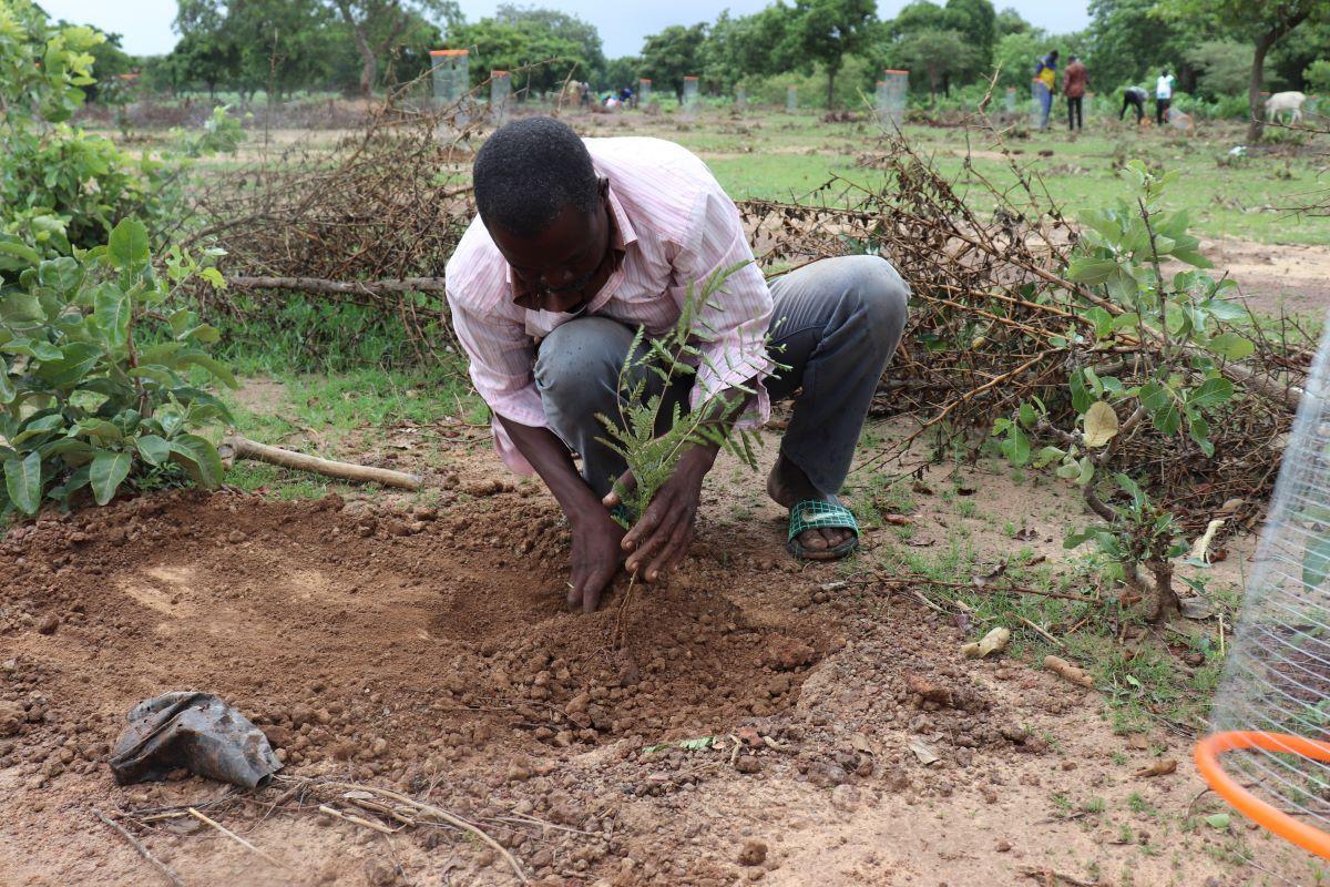 Reboisement et valorisation des forêts communautaires au Burkina Faso : Un pas crucial vers un avenir durable