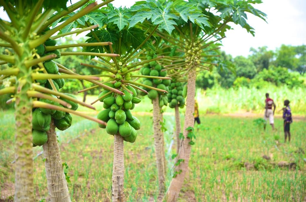 Les Chambres d’Agriculture du Bénin enfin régies par une Loi !