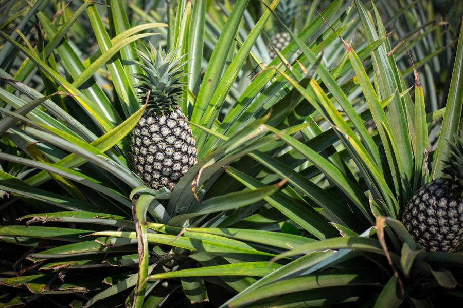 88 coopératives et 35 producteurs bénéficient de la subvention de dessouchage, labour et plantation de rejets d’ananas de qualité pour une superficie 