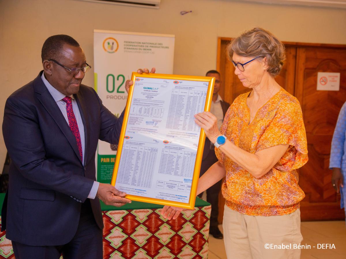 Au Bénin, Enabel accompagne 64 producteurs d’ananas pour leur certification aux normes internationales des bonnes pratiques de production