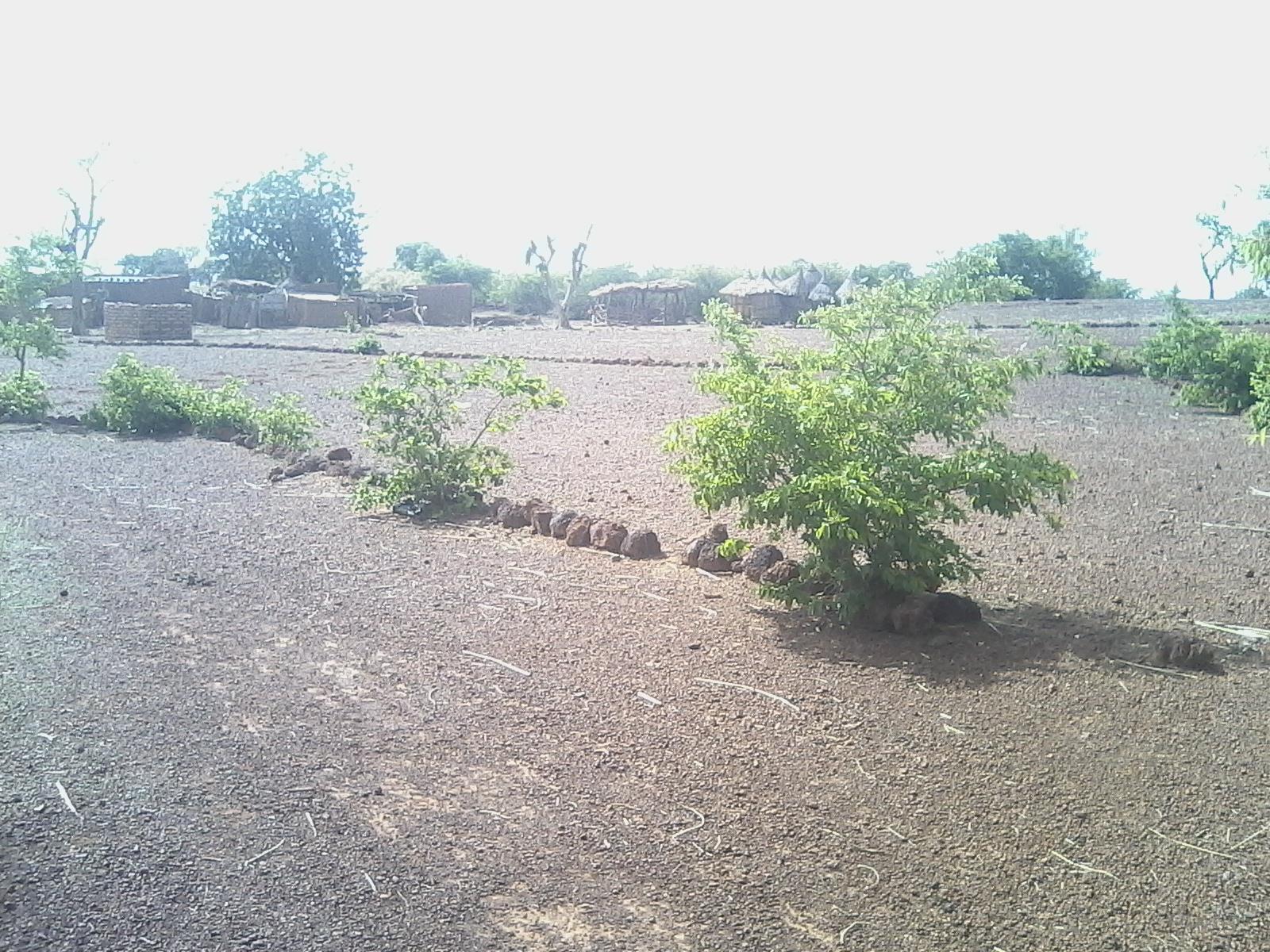 Journée internationale des forêts : au Burkina Faso, Enabel contribue à la valorisation des forêts communautaires