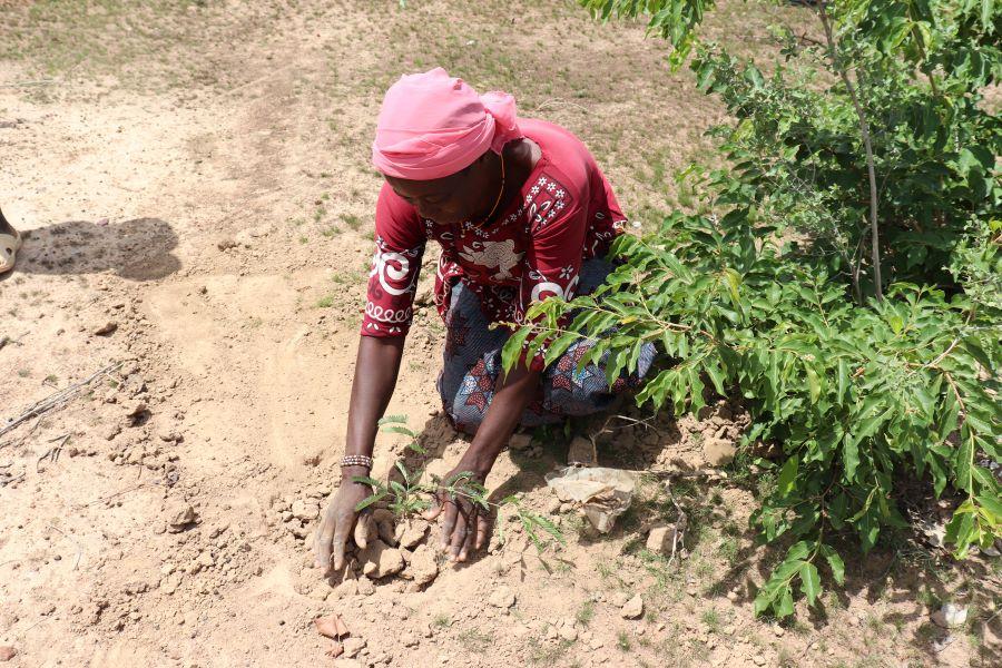 Plus de 1000 plants composés d’espèces pourvoyeuses de produits forestiers non ligneux (PFNL) mis en terre dans la forêt villageoise de Yakin, avec l’appui d’Enabel au Burkina Faso 