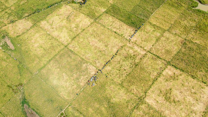  Une prévision de 90 tonnes de riz sur une plaine aménagée par Enabel dans le Centre-Est: la moisson est bonne pour 258 paysans.nes de Dassoui 