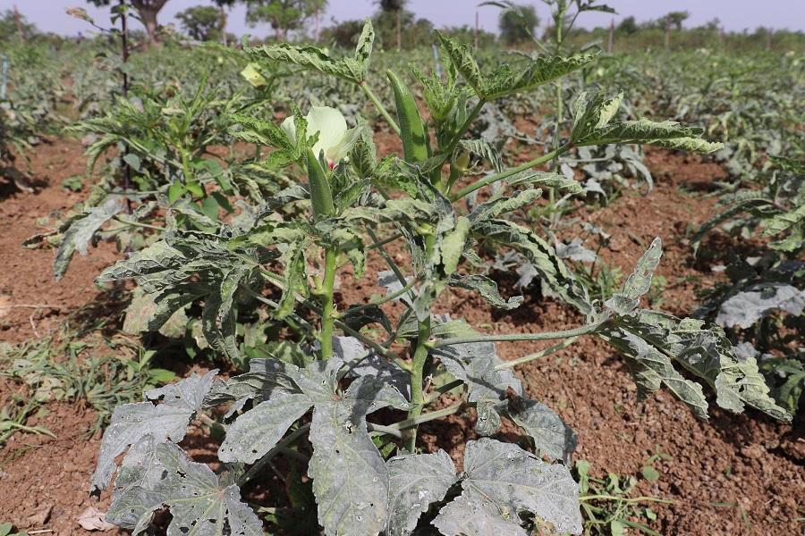 Enabel au Burkina Faso accompagne des producteur·trices de 13 communes de la région du Centre-Est pour le développement de leurs activités agro-pastorales