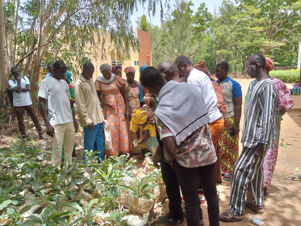 Au Burkina Faso, Enabel contribue à la sauvegarde de l’espèce « karité », actuellement en voie de disparition