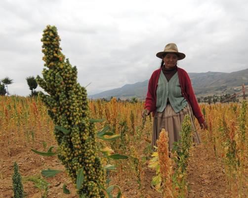 La Quinua, una nueva alternativa de producción en el Municipio de Totora, Departamento de Cochabamba