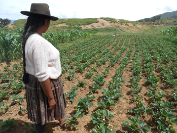 Community irrigation increases agricultural production in Bolivia