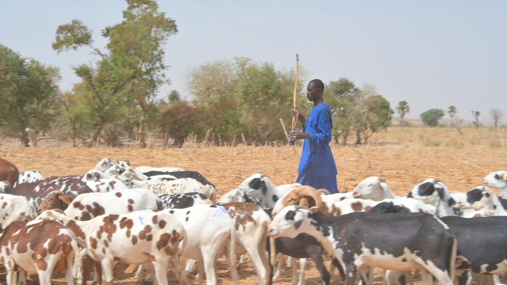 Au Mali, Enabel contribue à la sécurisation des périmètres pastoraux