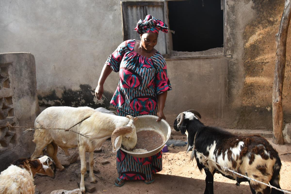 Mali: Autonomisation des femmes éleveurs de petits ruminants à travers des champs écoles 