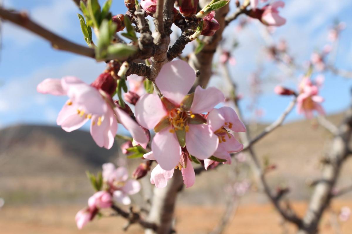 Floraison de l'ammandier