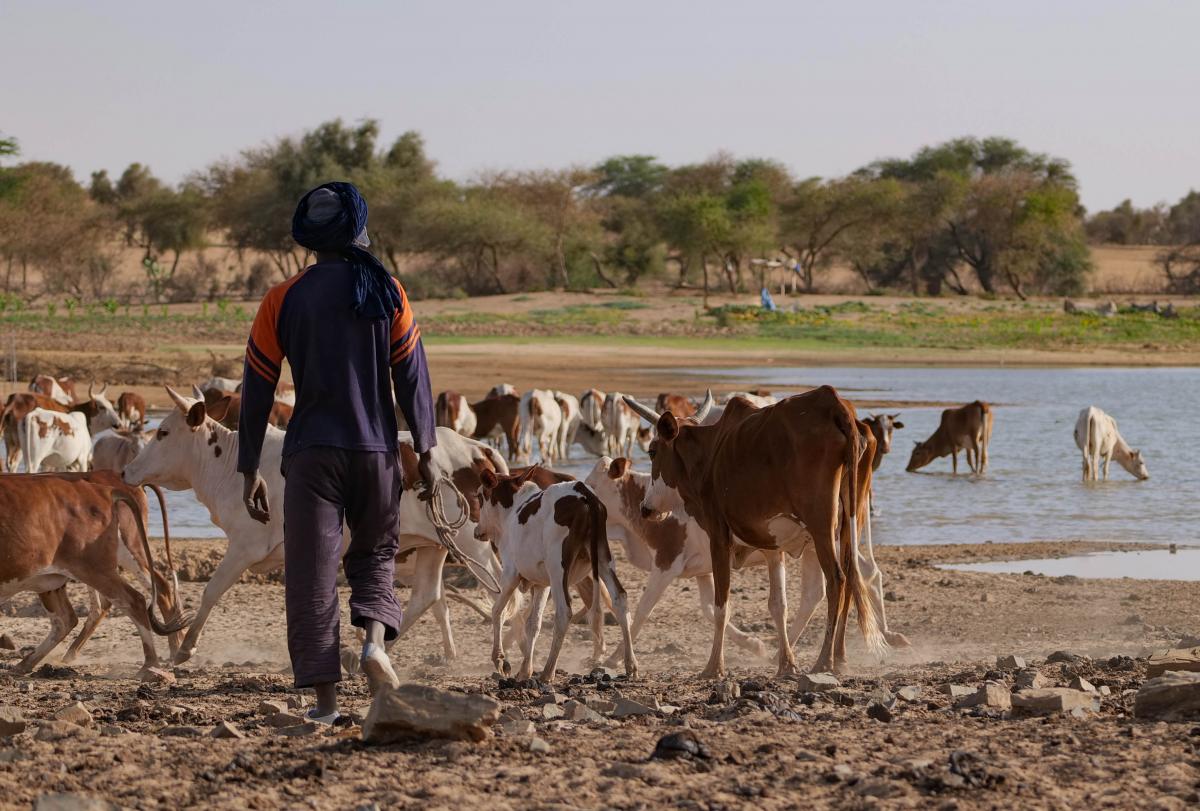 Atelier de restitution d'études sur la valorisation et la consommation du lait local