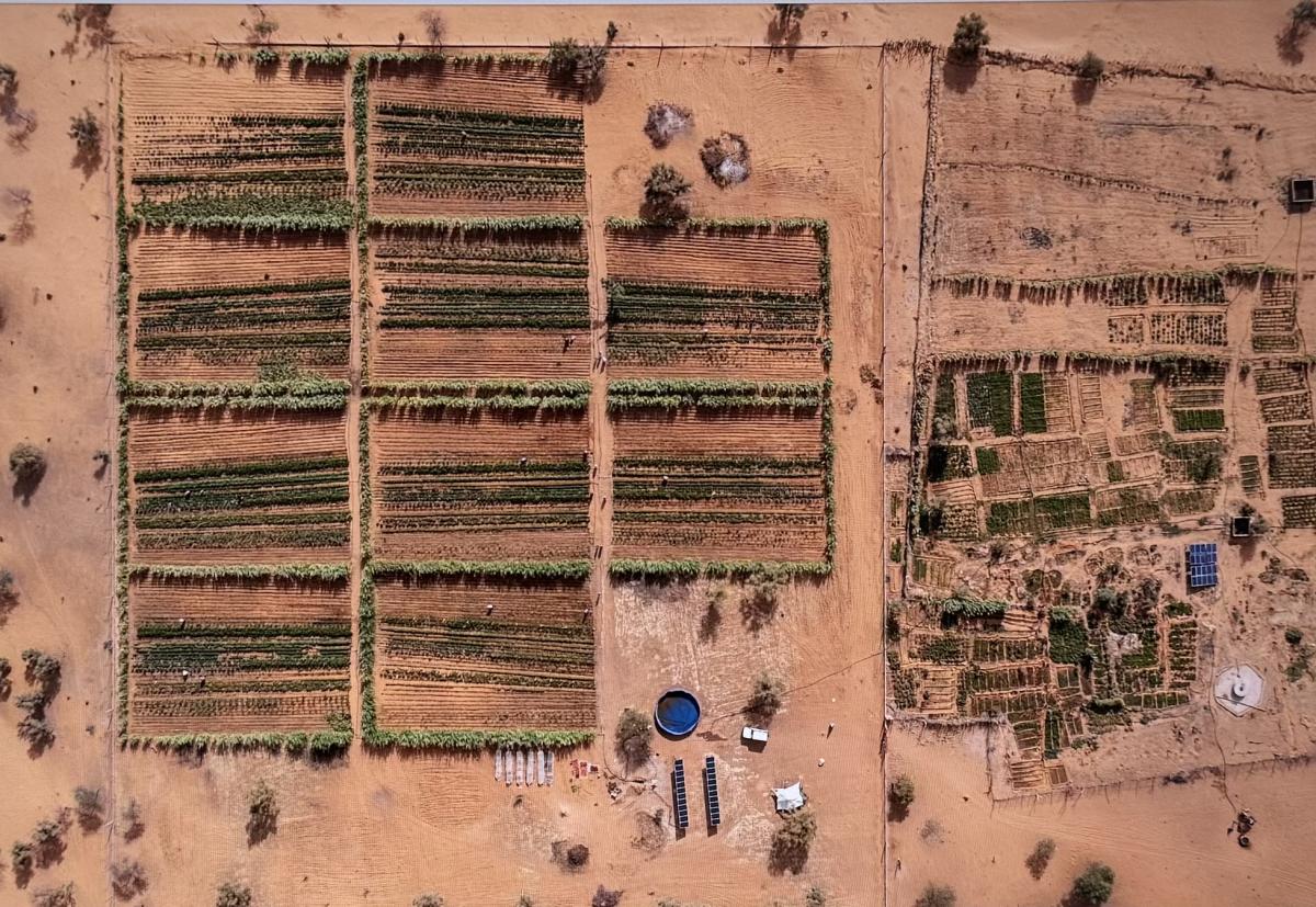 RIMFIL : Un Soutien à 295 Coopératives et Individus pour Redynamiser l’Agriculture en Mauritanie