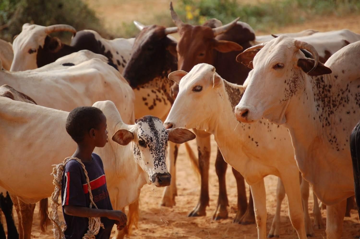 Le devenir du pastoralisme au Niger, Conférence-débat