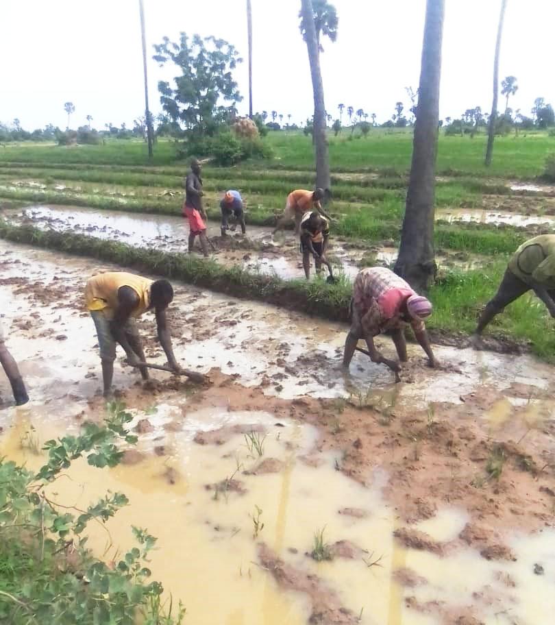 Niger : les Champs Collectifs, une solution solidaire pour financer l'assurance maladie