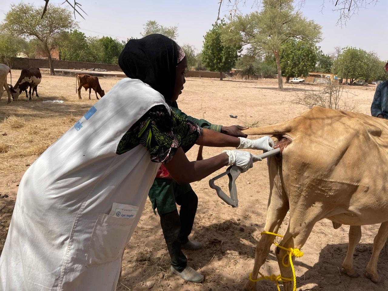 Niger : L’insémination artificielle pour booster la productivité animale