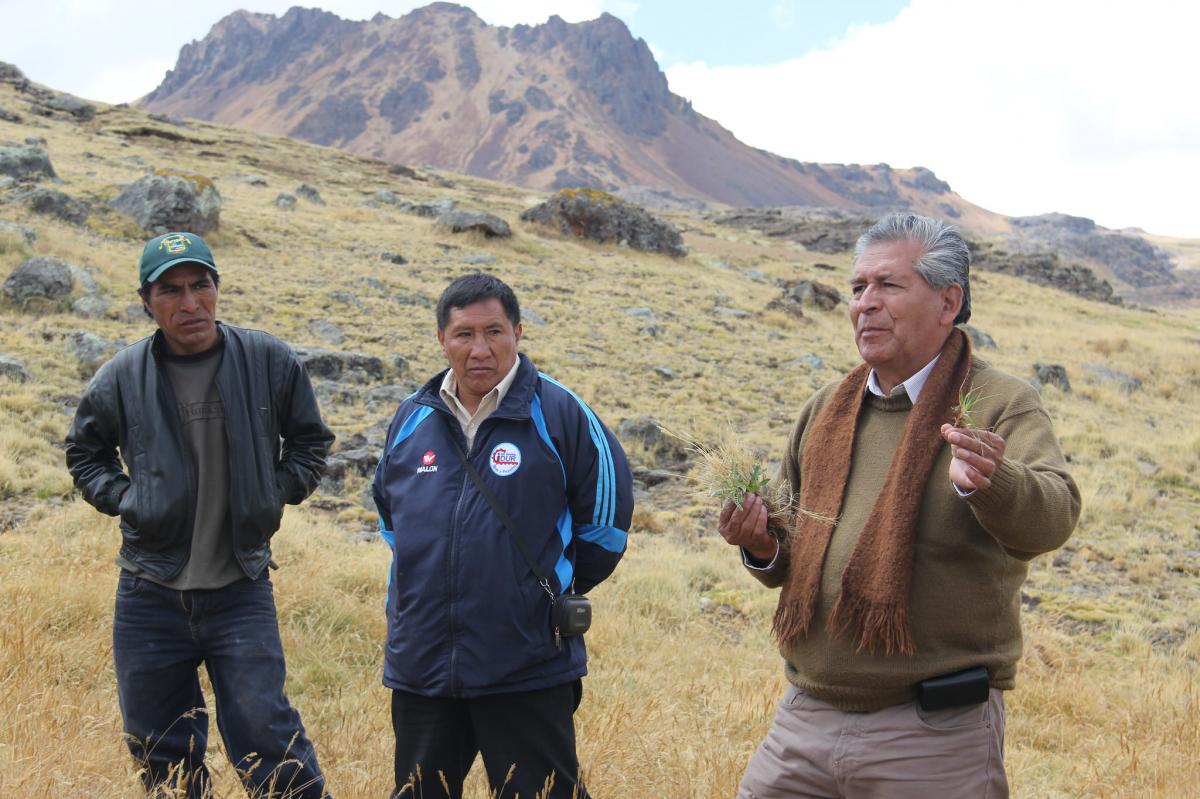  Experiencia piloto: “Recuperación del ecosistema pastizal y humedal altoandino, mediante prácticas adaptativas al cambio climático-comunidad de Pichq