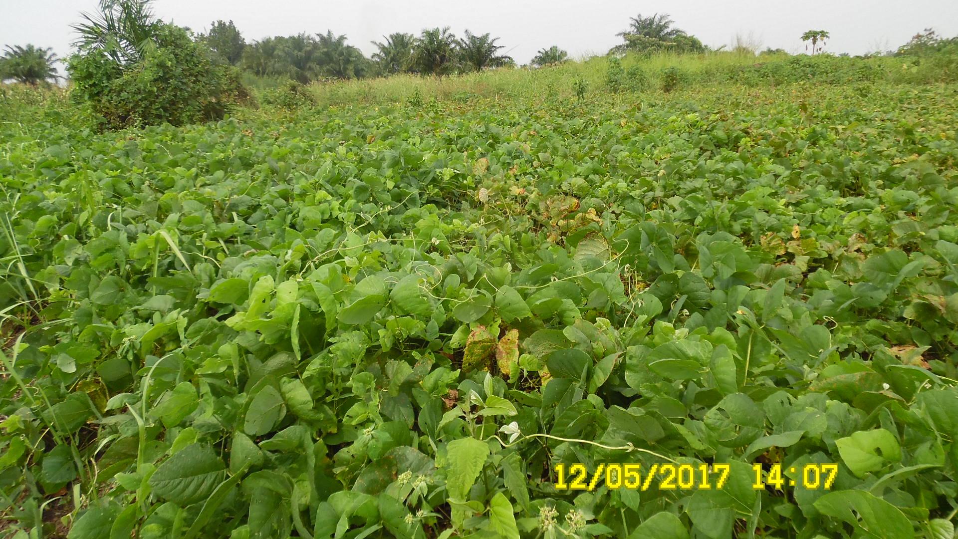  Les engrais verts : solution pour l’amélioration de la qualité des sols agricoles