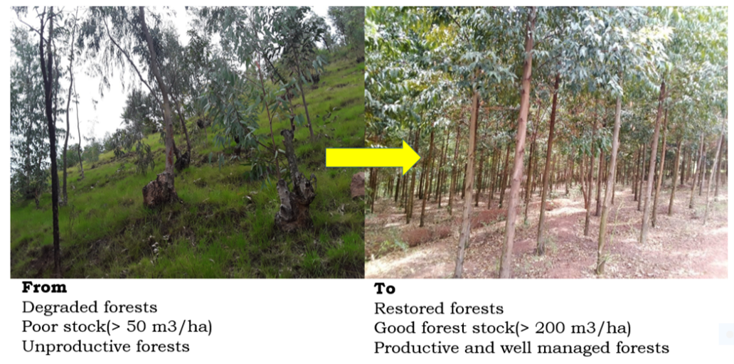 Biodiversity Sancta and PFMU approaches to improve biodiversity in the Eastern Province of Rwanda 