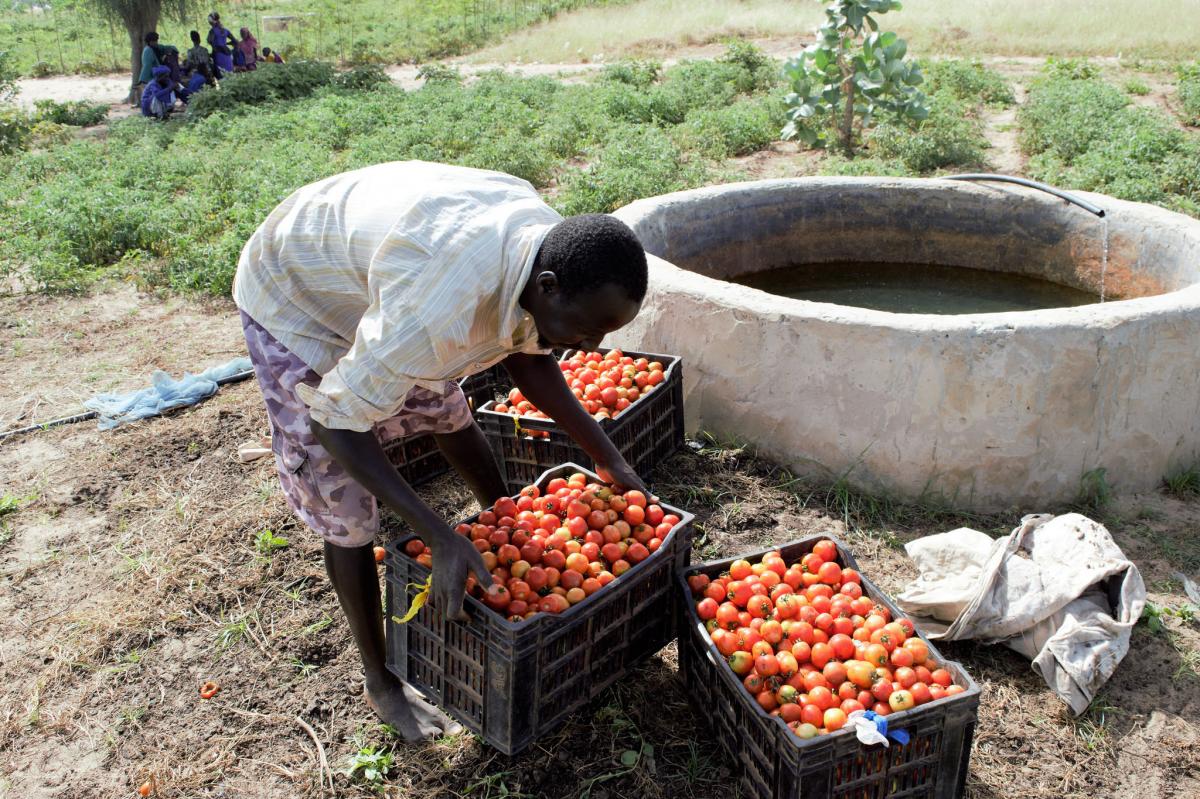 La création d’emplois durables dans les chaines de valeur agricoles pour réduire l'émigration rurale dans le bassin arachidier