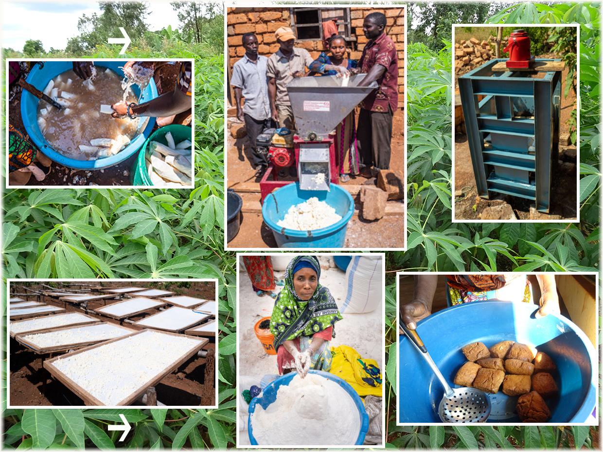 Cassava Improved Technologies