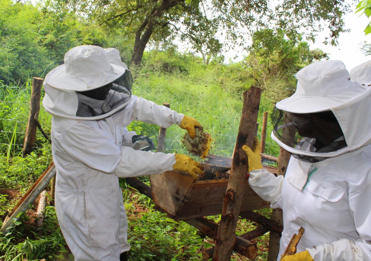 Making money from honey thanks to the Skills Development Fund