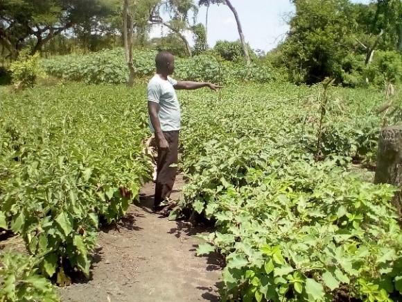 A young man's journey to an inspiring world through vegetable growing